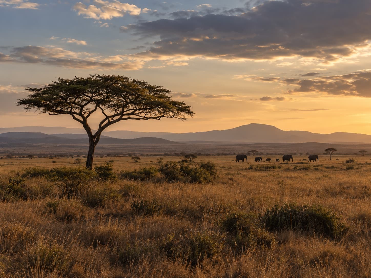 An acacia tree and distant elephants in a wide savanna